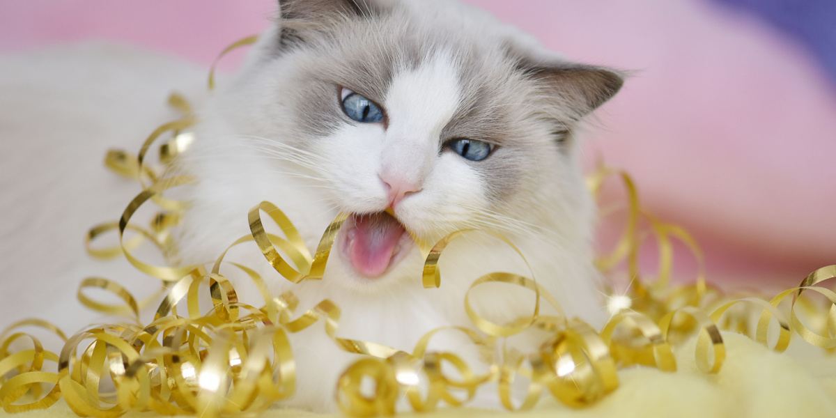 Gato masticando un objeto (raza Ragdoll).