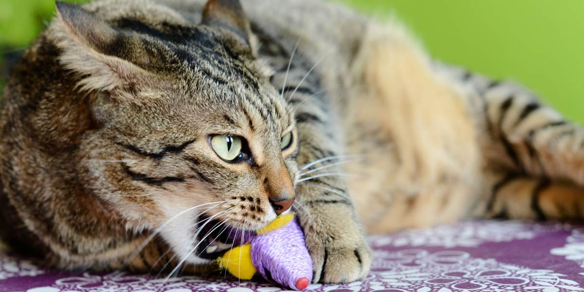 Gato masticando plástico.