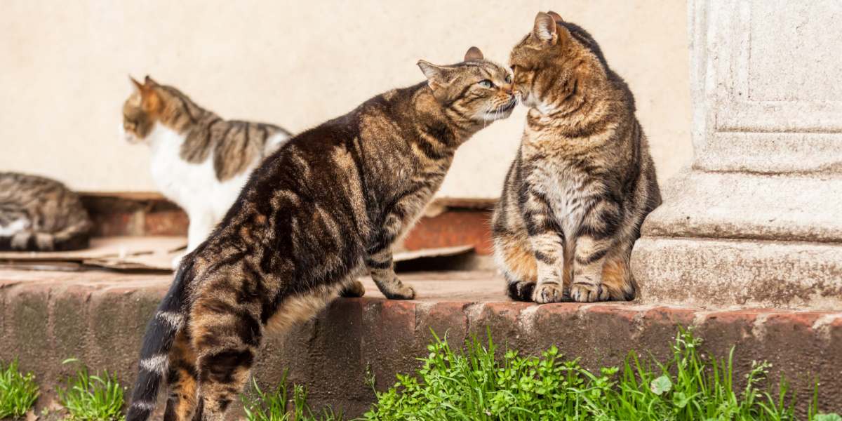 Dos gatos en comunicación e interacción, demostrando un comportamiento social felino.