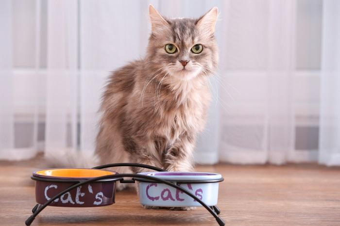 Imagen que muestra una dieta equilibrada para un gato.