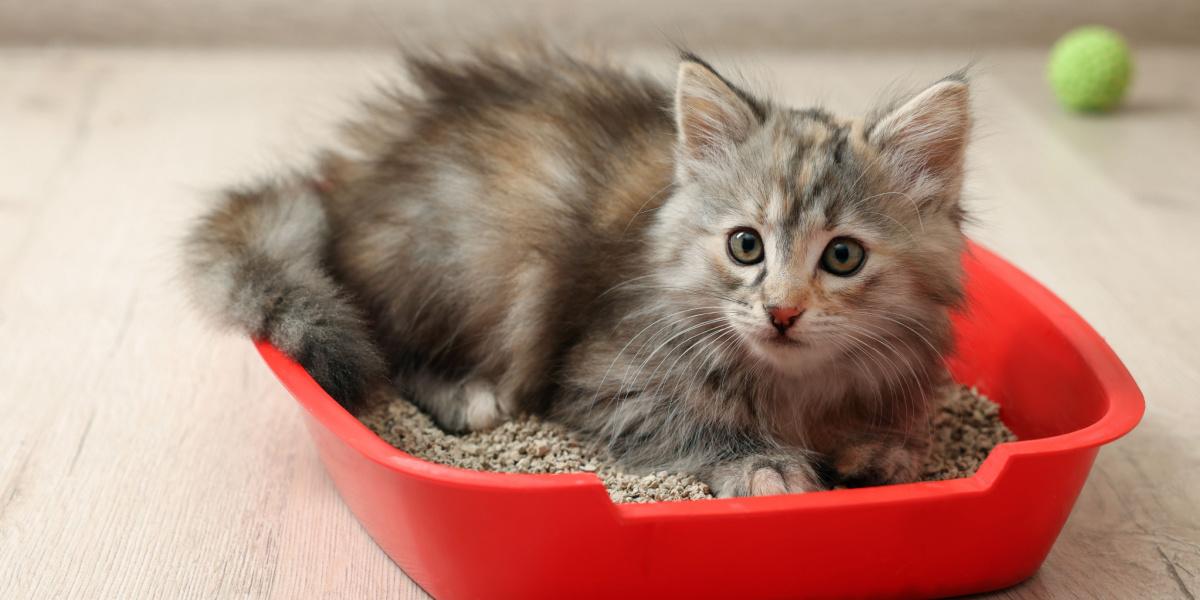 Gato cavando en una caja de arena.