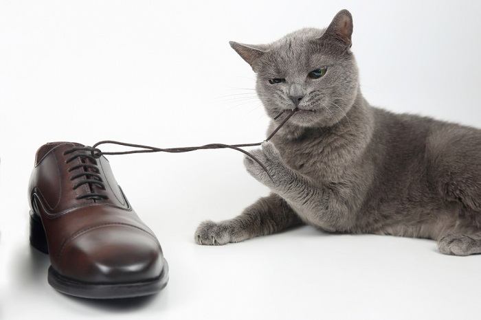 Gato mordiendo un cordón de zapato