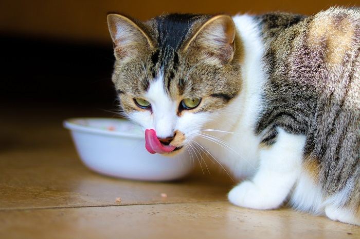 Gato comiendo