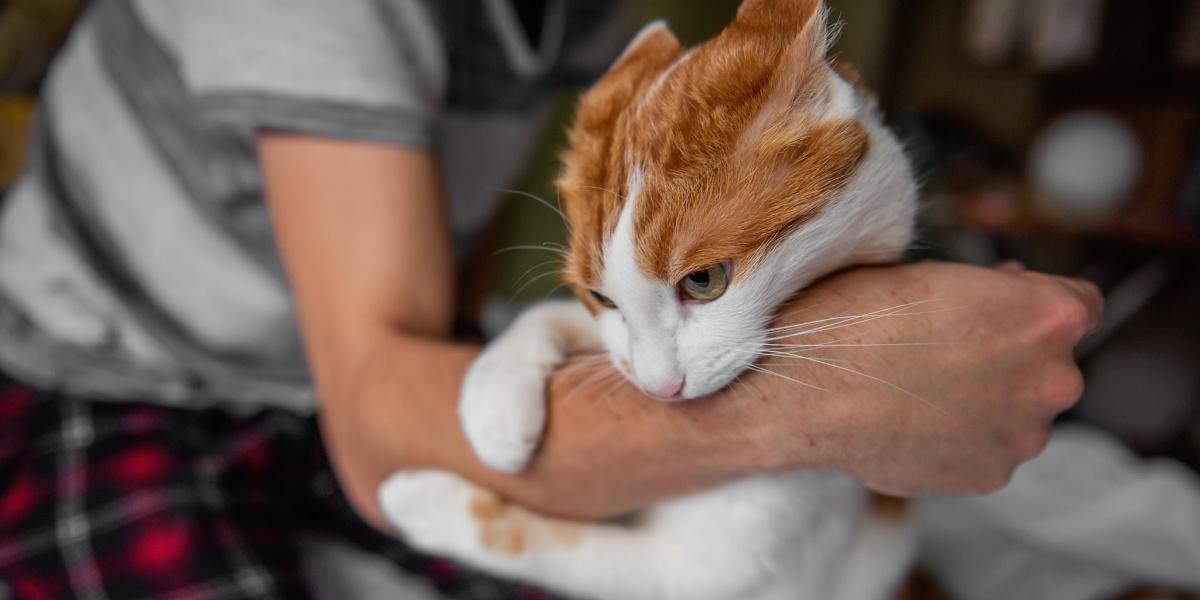 Imagen que retrata una interacción entre un gato y un humano que se asemeja a una pelea lúdica.