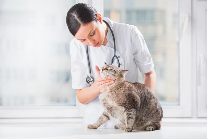 Imagen que ilustra una visita de seguimiento con un veterinario para un gato.