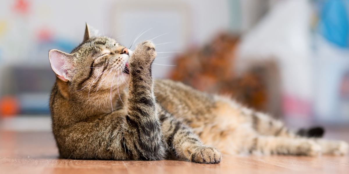 Gato exigente sometido a una minuciosa sesión de aseo, asegurándose de que su pelaje permanezca limpio y bien cuidado.