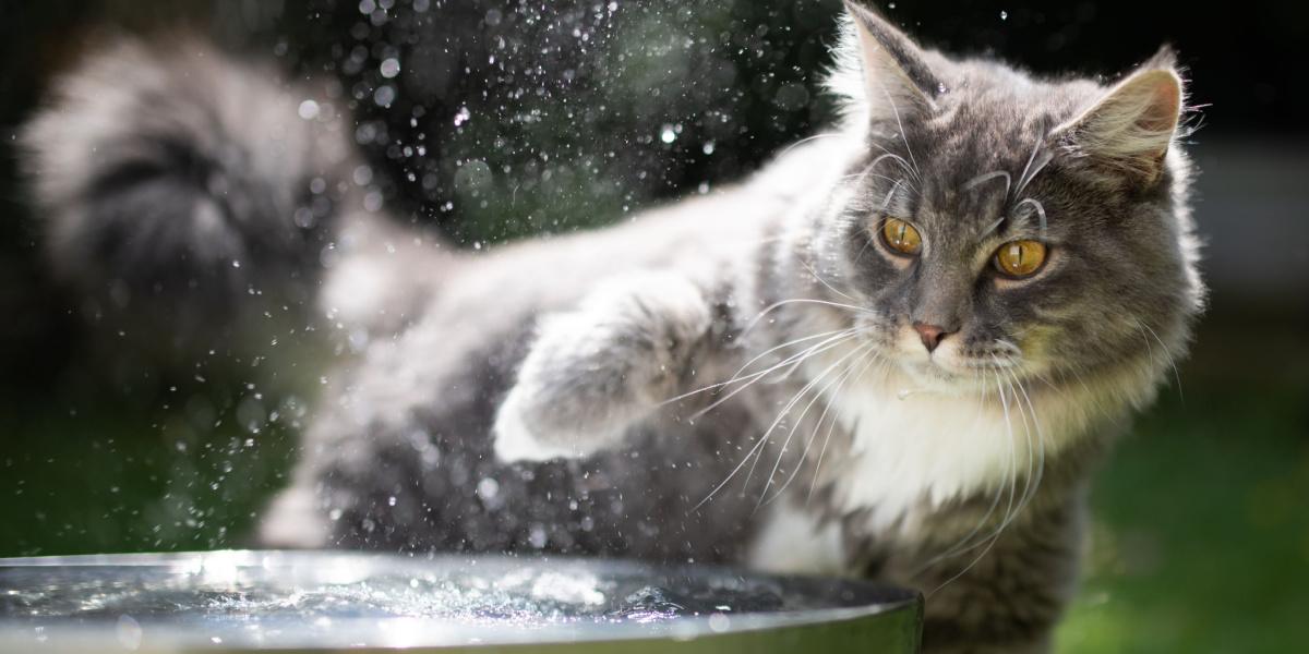 Gato expresando su desagrado por el agua de manera humorística