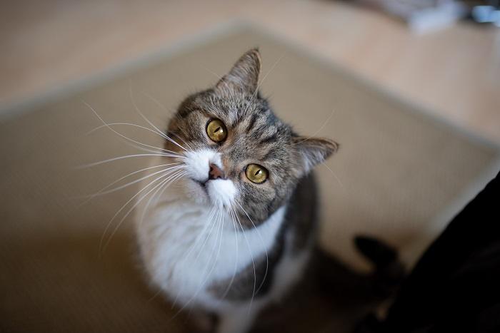 Gato curioso con una encantadora inclinación de la cabeza, que muestra una postura inquisitiva y entrañable que captura la esencia de la curiosidad y el espíritu juguetón felinos.