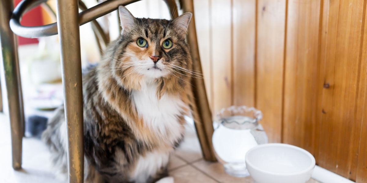 Gato escondiendo su comida