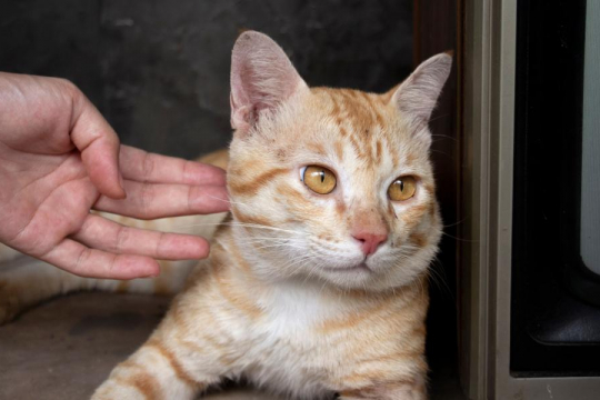 10 Señales sutiles de que tu gato está frustrado