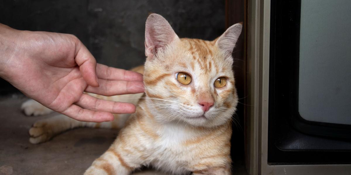 En la imagen, un gato parece ignorar a su dueño, mostrando la naturaleza independiente y a veces distante de los felinos.