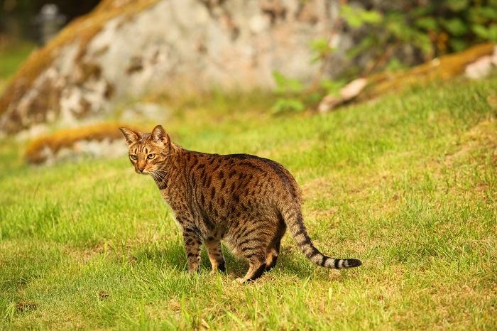 Gato en un entorno natural