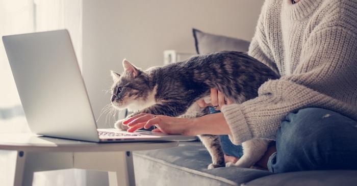 Escena divertida de un gato posado sobre el teclado de una computadora portátil, aparentemente interrumpiendo el trabajo o la escritura de una persona, creando una interacción humorística.