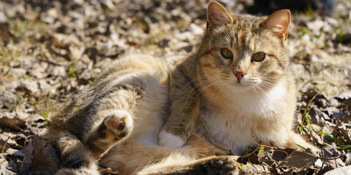 Gato curioso recostado cómodamente en el suelo de tierra, disfrutando de los simples placeres de la naturaleza y la exploración.