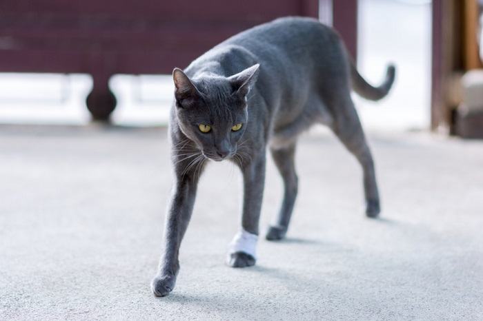 Gato cojeando, posiblemente debido a una lesión o a haberse lastimado