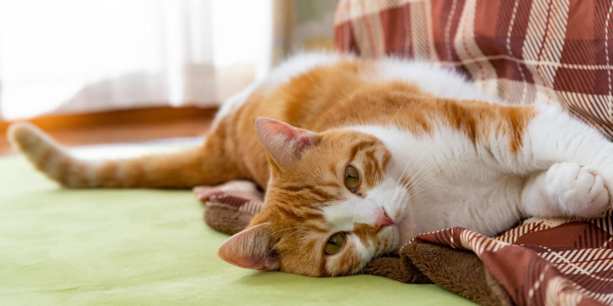 un gato que cojea, apoyando una de sus patas, lo que indica una posible lesión o malestar y resalta la importancia de buscar atención veterinaria para las mascotas que presentan signos de dolor o problemas de movilidad.