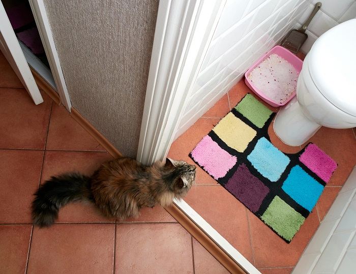 Entrenamiento para ir al baño para gatos