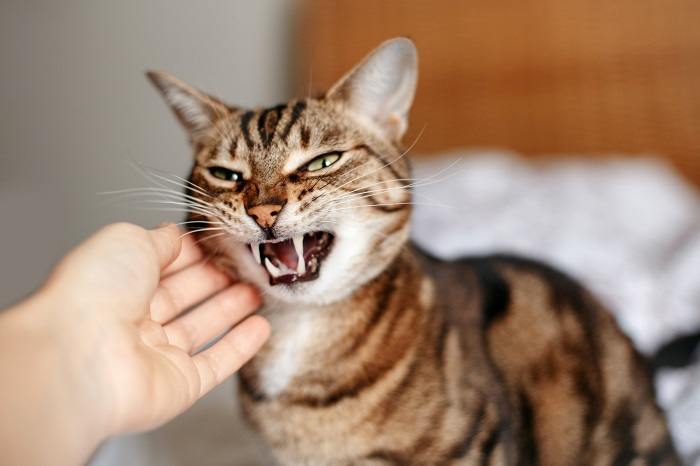 La imagen muestra un gato que muestra signos de ira o agresión.