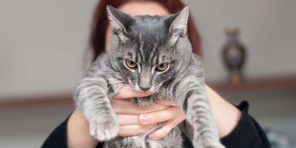 Gato que muestra desagrado cuando lo sostienen