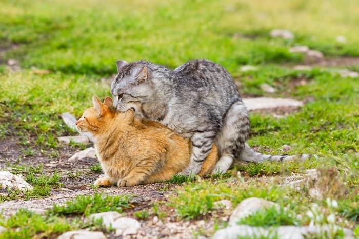 Apareamiento del gato