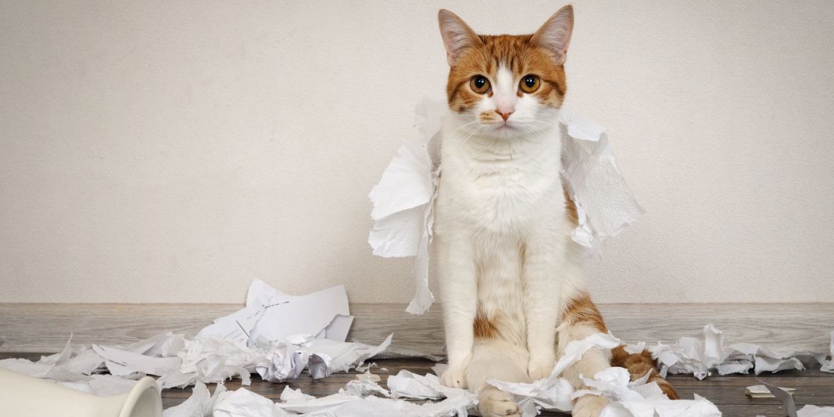 Una imagen que muestra a un gato travieso causando un desastre juguetón al tirar una pila de papeles de un soporte, lo que encarna la naturaleza curiosa y a veces traviesa de la exploración felina.