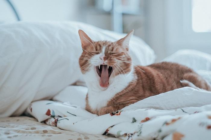 Una imagen de un gato con la boca ligeramente abierta, mostrando sus dientes y lengua.