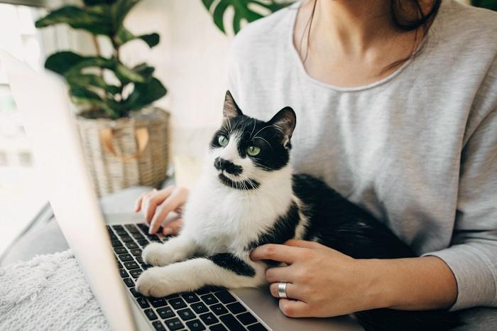 Imagen que captura a un gato descansando en el teclado de una computadora portátil con una persona cerca, simbolizando el compañerismo y la conexión entre felinos y humanos en un mundo digital moderno.