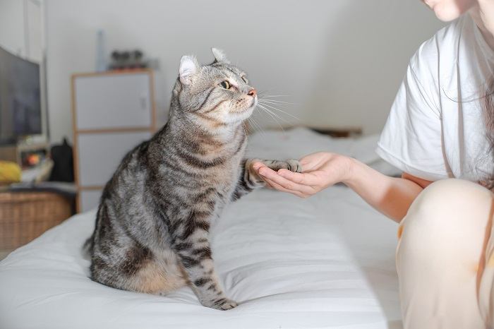 Gato usando su pata para saludar a un humano