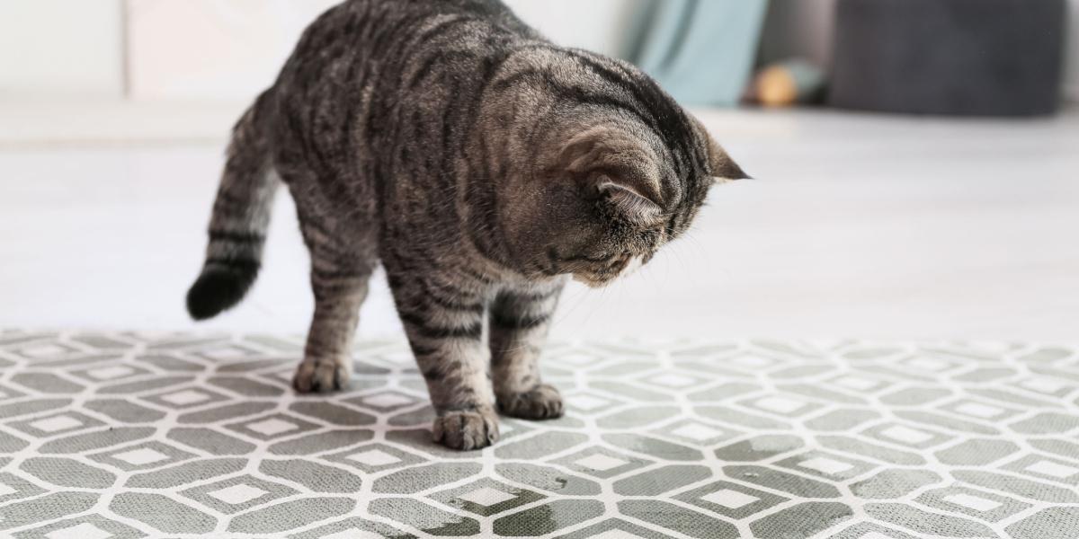 Una imagen que muestra a un gato orinando en una alfombra, lo que resalta un problema común en los hogares con mascotas.