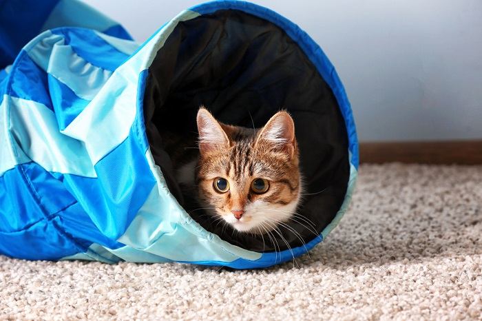 Gato enérgico jugando alegremente dentro de un túnel, mostrando curiosidad y entusiasmo.