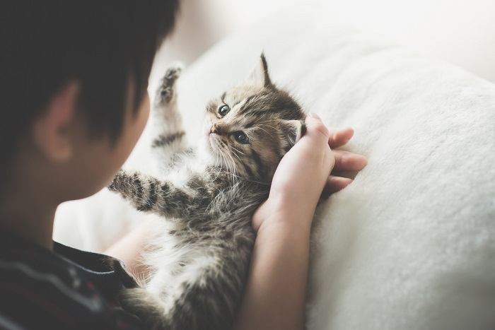 Una imagen entrañable que captura la conmovedora interacción entre un gato y un niño, mientras juegan juntos con afecto y disfrute mutuo, mostrando el vínculo positivo entre las mascotas y los jóvenes compañeros.