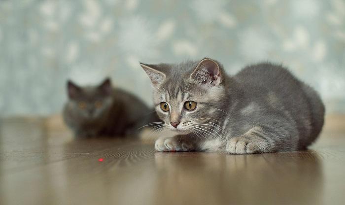 Gato jugando con un juguete láser.