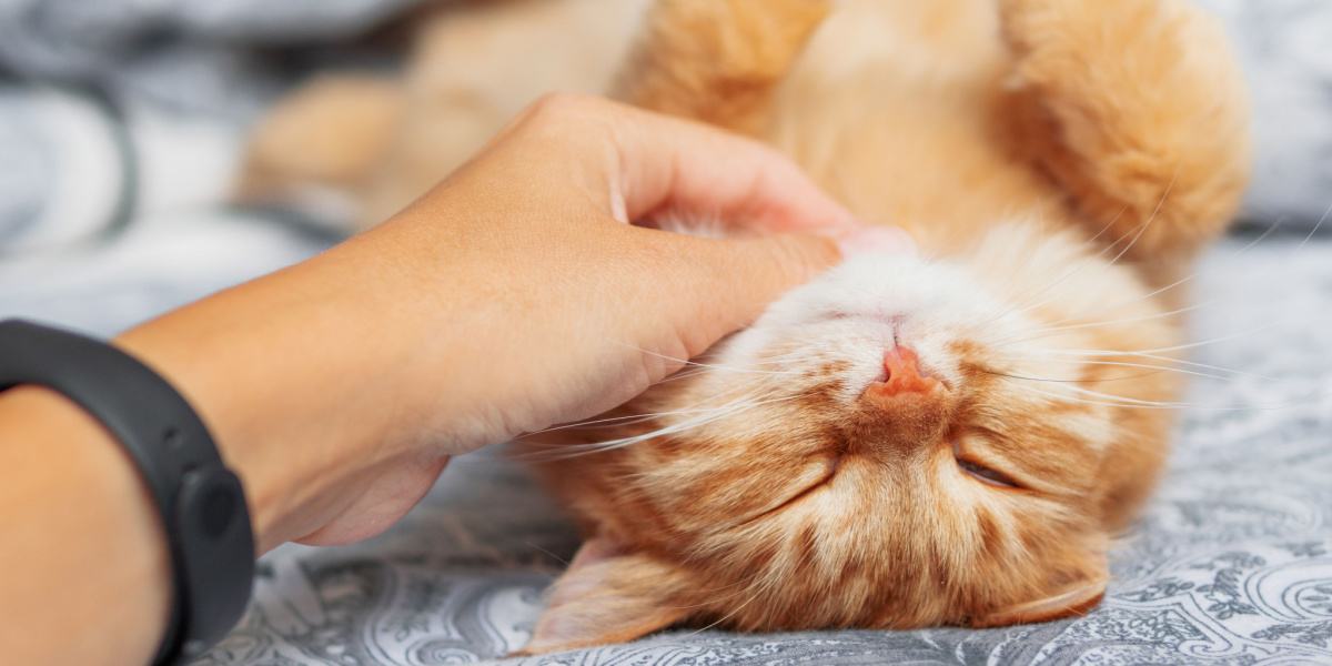 Un gato sereno durmiendo profundamente, acompañado de un suave ronroneo, que simboliza su satisfacción y relajación en un estado de tranquilidad.