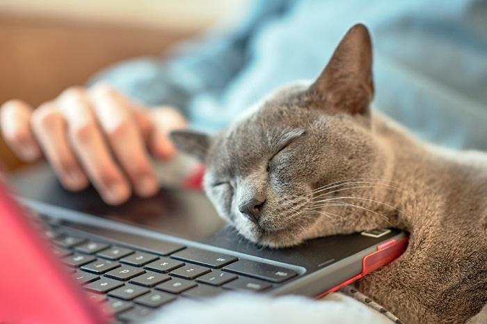 Encantadora imagen de un gato frotando su cara cariñosamente contra una computadora portátil, mostrando el comportamiento felino de marcar con olor y buscar consuelo.