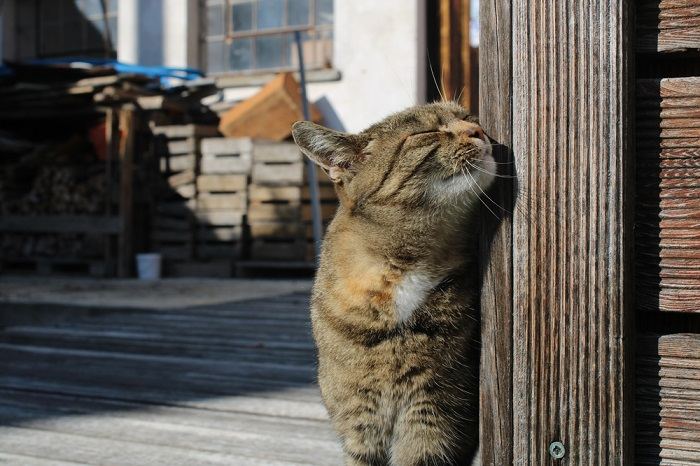 Gato frotándose la cara para marcar territorio