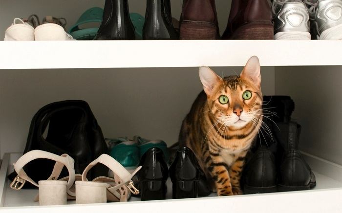 Una imagen que representa un gato en un zapatero, rodeado de varios pares de zapatos.