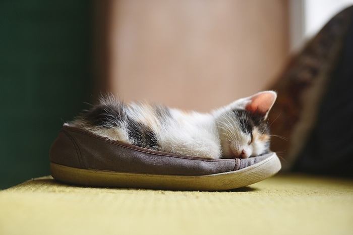 Un gato acurrucado y durmiendo dentro de un zapato, mostrando un lugar de descanso peculiar y acogedor elegido por el felino.