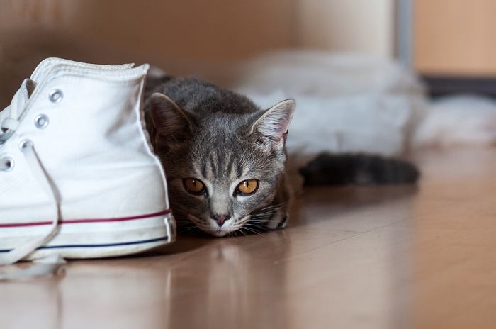 Imagen caprichosa de un gato escondido entre una colección de zapatos.