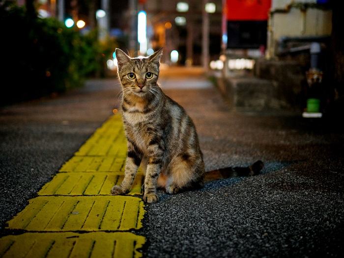 Gato mayor que muestra síntomas de enfermedad.