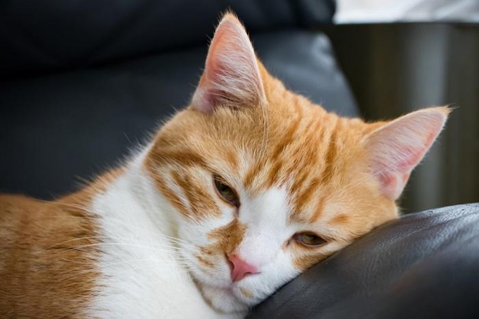 Gato enfermo que resalta la importancia de reconocer y abordar los problemas de salud felinos.