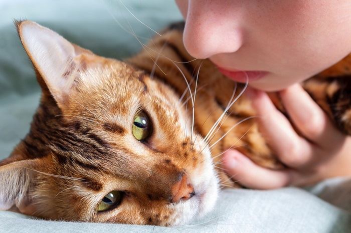 Gato enfermo que muestra síntomas de enfermedad.