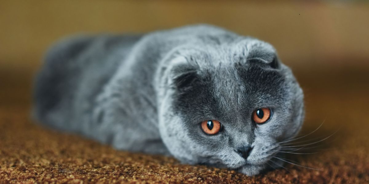 Imagen que muestra a un gato en un momento de suspiro, transmitiendo potencialmente una sensación de tristeza o resignación.