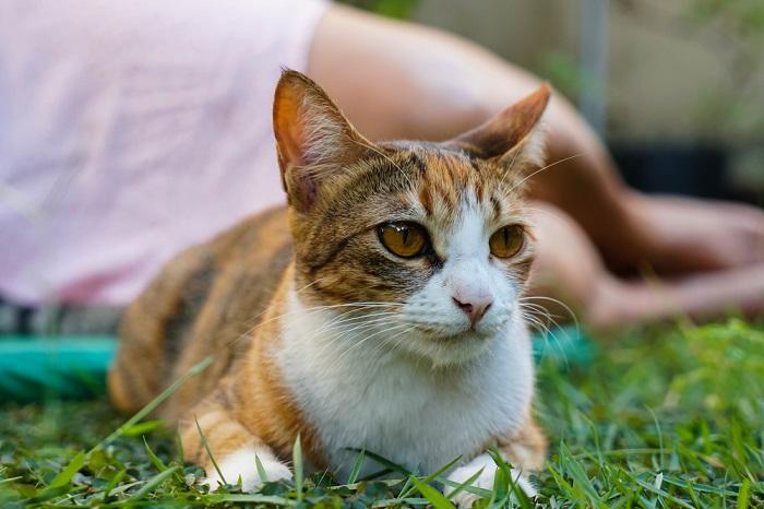 La imagen captura a un gato sentado de manera serena mientras aparentemente ignora a su dueño.