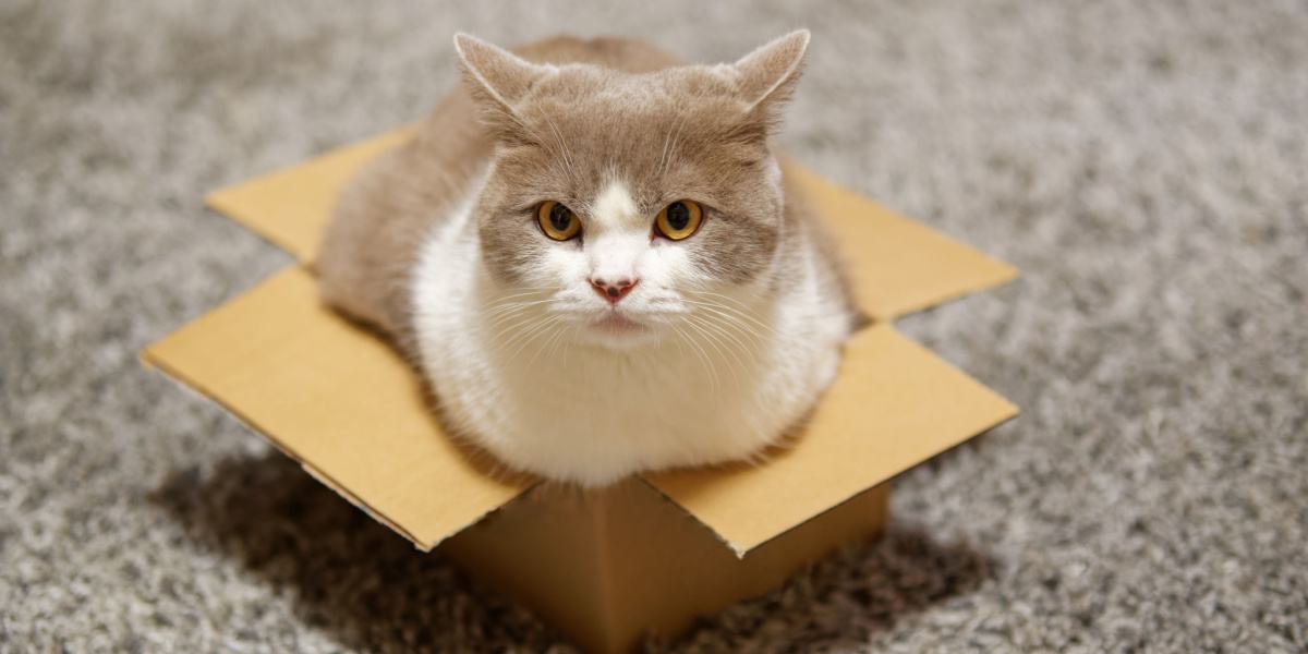 Imagen cautivadora de un gato sentado cómodamente dentro de una caja, mostrando su afinidad por los espacios acogedores y cerrados.