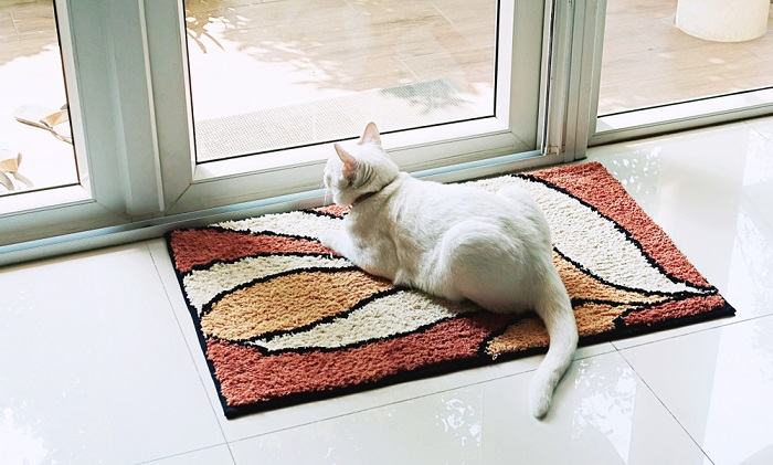 Imagen serena de un gato sentado sobre una alfombra suave, irradiando relajación y satisfacción en un entorno tranquilo.