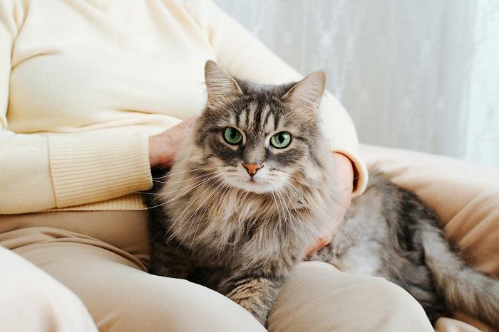 Gato contento sentado cómodamente en el regazo de una mujer, resaltando la conexión especial entre felino y humano.