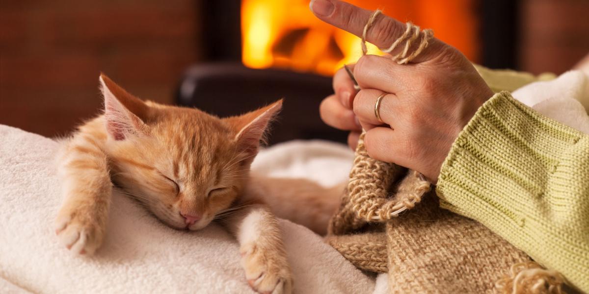 Un gato contento sentado cómodamente en el regazo de una persona, disfrutando de un momento de cercanía y compañerismo.