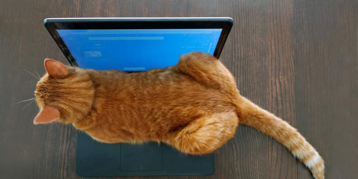 Imagen que captura a un gato cómodamente sentado en el teclado de una computadora portátil, mostrando una mezcla de curiosidad felina y inclinación por los lugares cálidos.