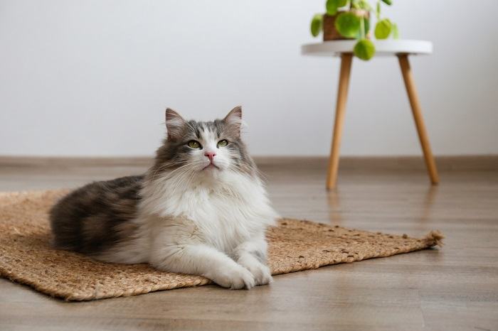 Gato sentado graciosamente sobre una alfombra, encarnando una sensación de calma y elegancia en su entorno.