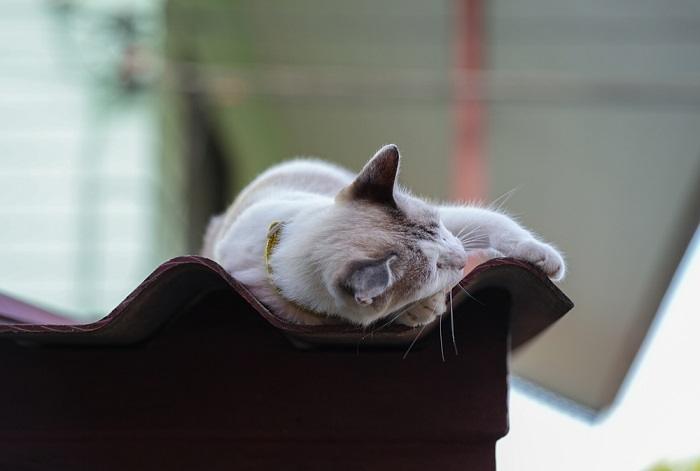 Gato sereno durmiendo pacíficamente en un tejado, disfrutando del calor y la tranquilidad de su elevada posición.